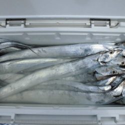 大進丸(新潟) 釣果