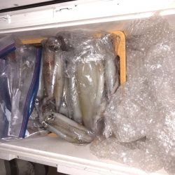 幸風（さちかぜ） 釣果