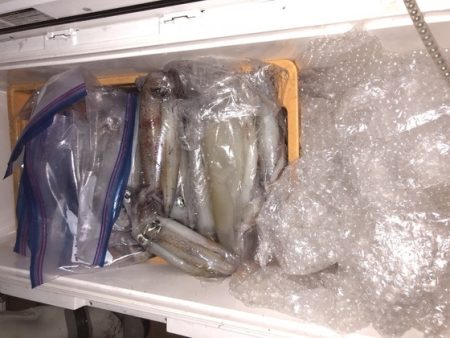 幸風（さちかぜ） 釣果