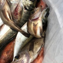 第二辰丸 釣果