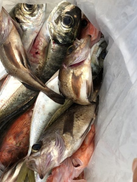 第二辰丸 釣果