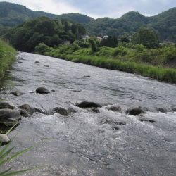 狩野川(狩野川漁業協同組合) 釣果