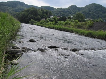 狩野川(狩野川漁業協同組合) 釣果