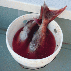 遊漁船ブルーウッズ 釣果