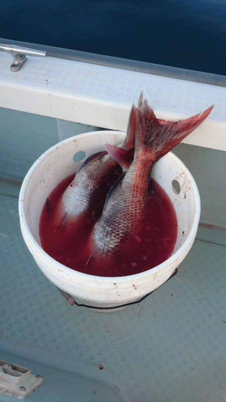 遊漁船ブルーウッズ 釣果