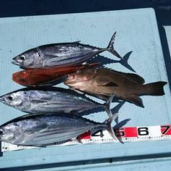 清和丸 釣果