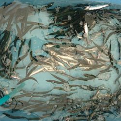 Fisherman Dreams DI 釣果