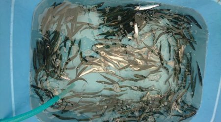 Fisherman Dreams DI 釣果