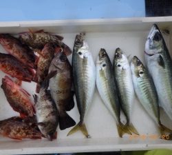 石川丸 釣果
