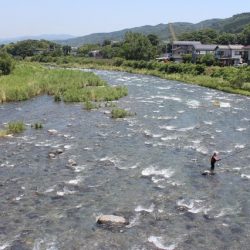 狩野川(狩野川漁業協同組合) 釣果