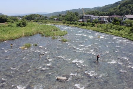 狩野川(狩野川漁業協同組合) 釣果