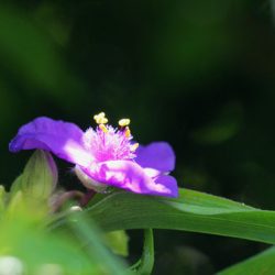 小菅トラウトガーデン 釣果