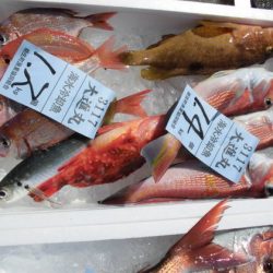 大進丸(新潟) 釣果