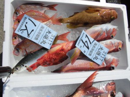 大進丸(新潟) 釣果