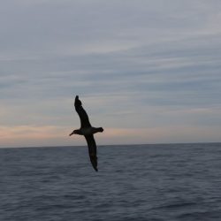 へいみつ丸 釣果