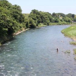 狩野川(狩野川漁業協同組合) 釣果