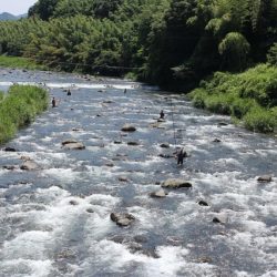 狩野川(狩野川漁業協同組合) 釣果