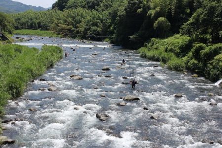 狩野川(狩野川漁業協同組合) 釣果