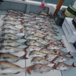 遊漁船 幸友丸 釣果