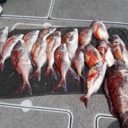 第二大福丸 釣果