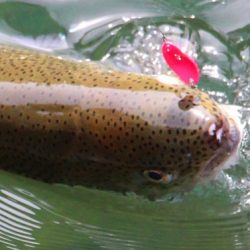 小菅トラウトガーデン 釣果