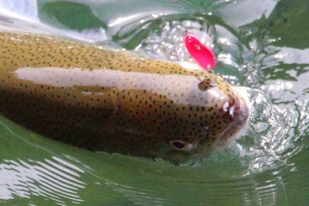 小菅トラウトガーデン 釣果