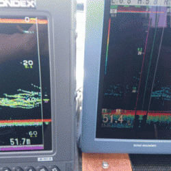 遊漁船ブルーウッズ 釣果
