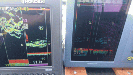 遊漁船ブルーウッズ 釣果