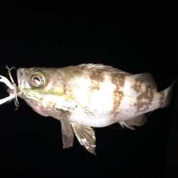 二見メバリング8