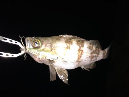 二見メバリング8