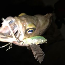 二見メバリング8