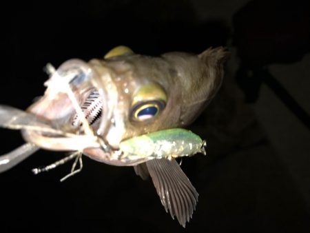 二見メバリング8