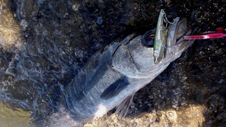 甲子園浜　サイズアップ　４本