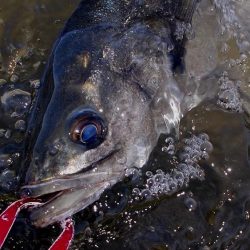甲子園浜　サイズアップ　４本