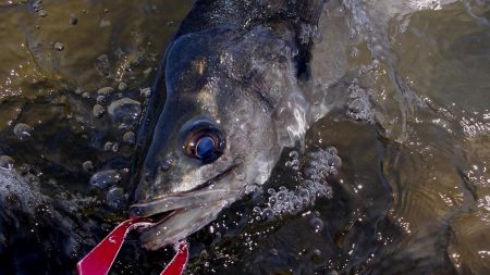 甲子園浜　サイズアップ　４本