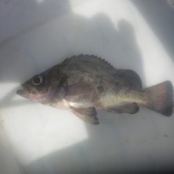 オリジナルメーカー海づり公園(市原市海づり施設) 釣果