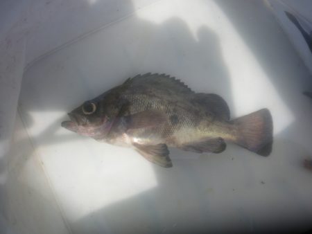 オリジナルメーカー海づり公園(市原市海づり施設) 釣果