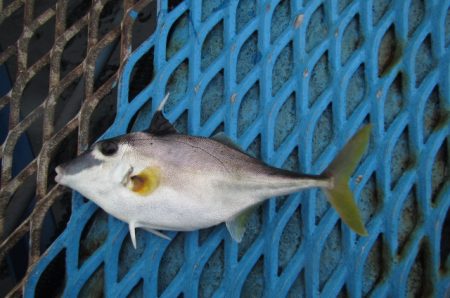 オリジナルメーカー海づり公園(市原市海づり施設) 釣果