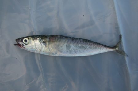 オリジナルメーカー海づり公園(市原市海づり施設) 釣果