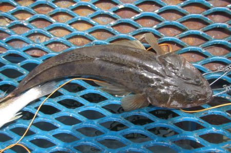 オリジナルメーカー海づり公園(市原市海づり施設) 釣果