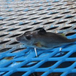 オリジナルメーカー海づり公園(市原市海づり施設) 釣果