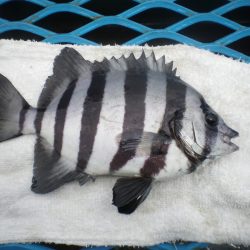 オリジナルメーカー海づり公園(市原市海づり施設) 釣果