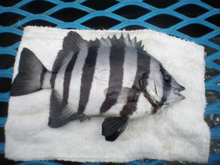 オリジナルメーカー海づり公園(市原市海づり施設) 釣果