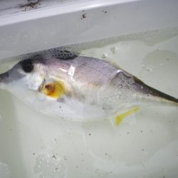 オリジナルメーカー海づり公園(市原市海づり施設) 釣果