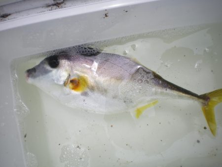 オリジナルメーカー海づり公園(市原市海づり施設) 釣果