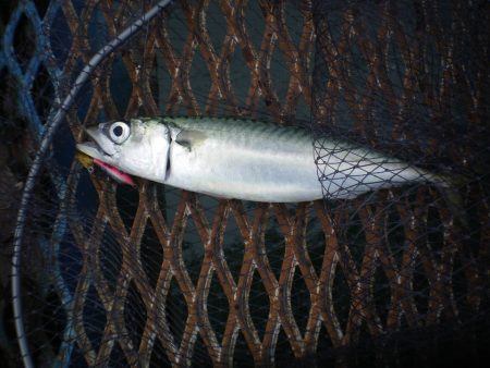 オリジナルメーカー海づり公園(市原市海づり施設) 釣果