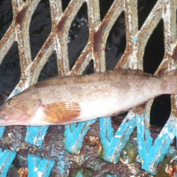 オリジナルメーカー海づり公園(市原市海づり施設) 釣果