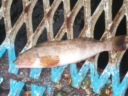 オリジナルメーカー海づり公園(市原市海づり施設) 釣果