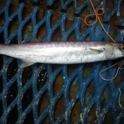 オリジナルメーカー海づり公園(市原市海づり施設) 釣果