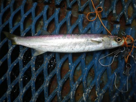 オリジナルメーカー海づり公園(市原市海づり施設) 釣果